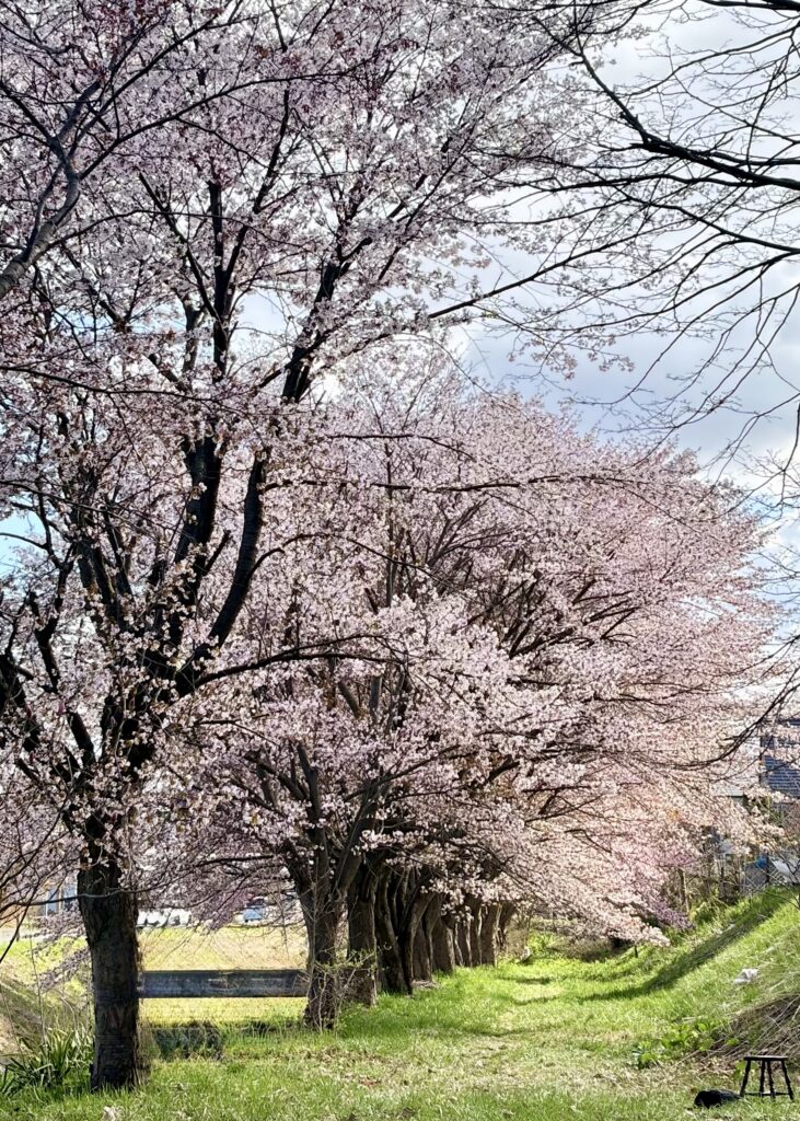 千歳市長都の桜並木と青空