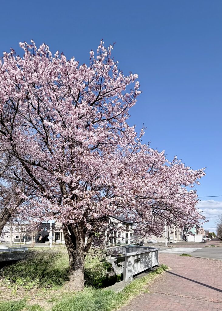 長都駅前の桜並木と道路